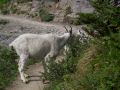 Mom and baby goat stop for a snack..jpg